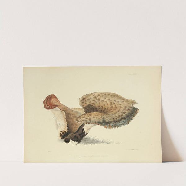 Illustrations of British mycology Pl.33 by Anna Maria Hussey