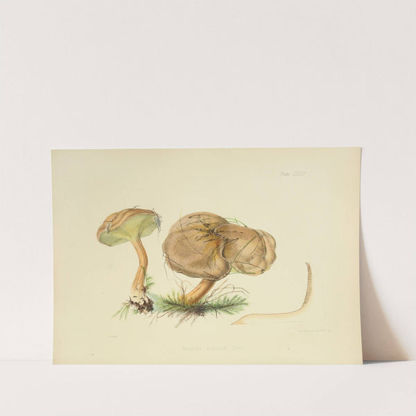 Illustrations of British mycology Pl.34 by Anna Maria Hussey