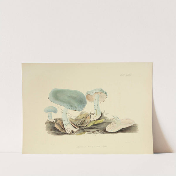 Illustrations of British mycology Pl.35 by Anna Maria Hussey