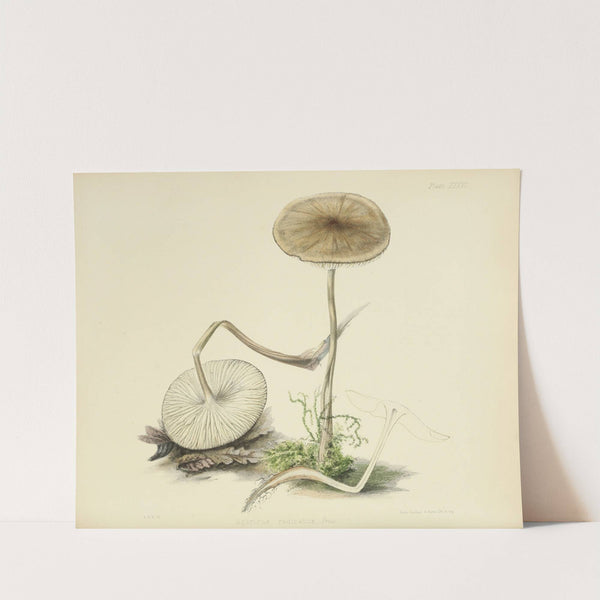 Illustrations of British mycology Pl.36 by Anna Maria Hussey