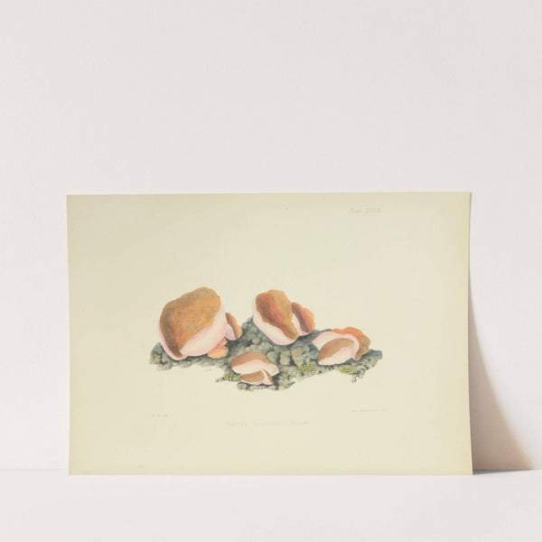 Illustrations of British mycology Pl.37 by Anna Maria Hussey