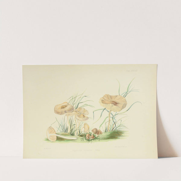 Illustrations of British mycology Pl.38 by Anna Maria Hussey