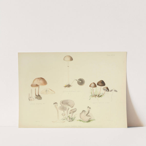 Illustrations of British mycology Pl.39 by Anna Maria Hussey