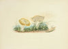 Illustrations of British mycology Pl.40