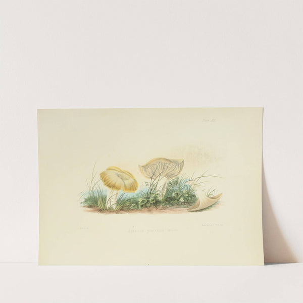 Illustrations of British mycology Pl.40 by Anna Maria Hussey