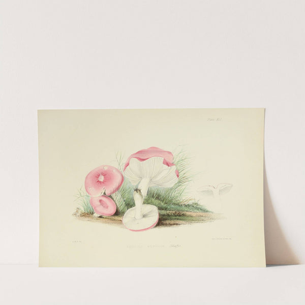 Illustrations of British mycology Pl.41 by Anna Maria Hussey