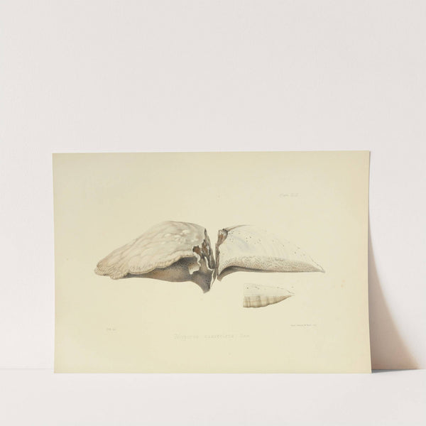 Illustrations of British mycology Pl.43 by Anna Maria Hussey