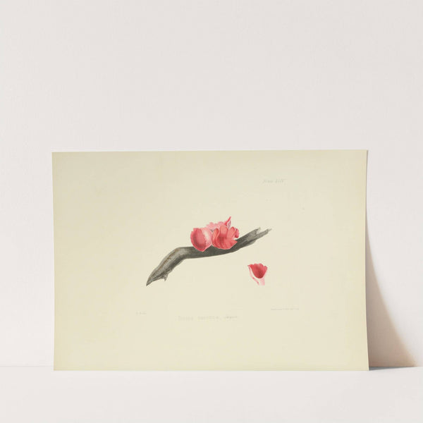 Illustrations of British mycology Pl.44 by Anna Maria Hussey