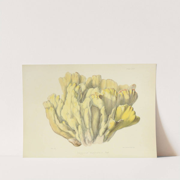 Illustrations of British mycology Pl.46 by Anna Maria Hussey