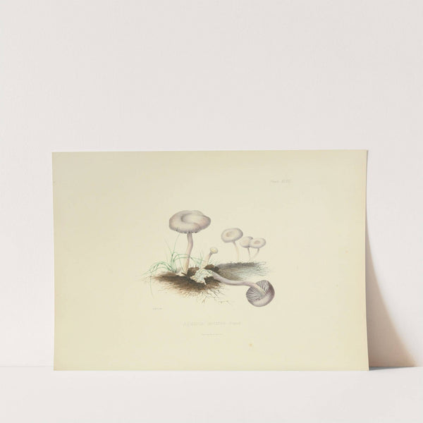 Illustrations of British mycology Pl.47 by Anna Maria Hussey