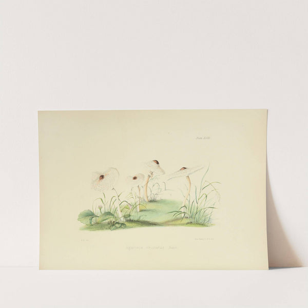 Illustrations of British mycology Pl.48 by Anna Maria Hussey