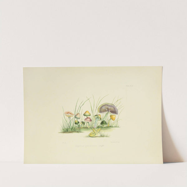 Illustrations of British mycology Pl.49 by Anna Maria Hussey