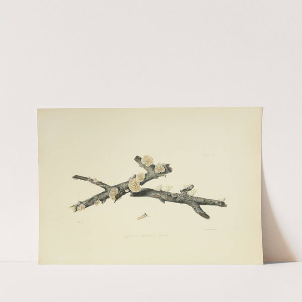 Illustrations of British mycology Pl.50 by Anna Maria Hussey