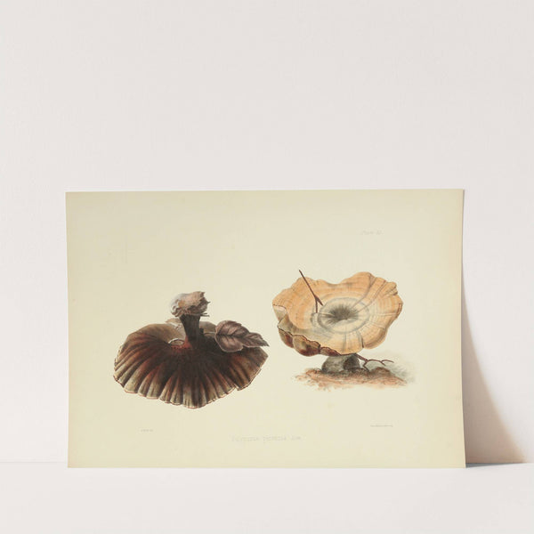 Illustrations of British mycology Pl.51 by Anna Maria Hussey