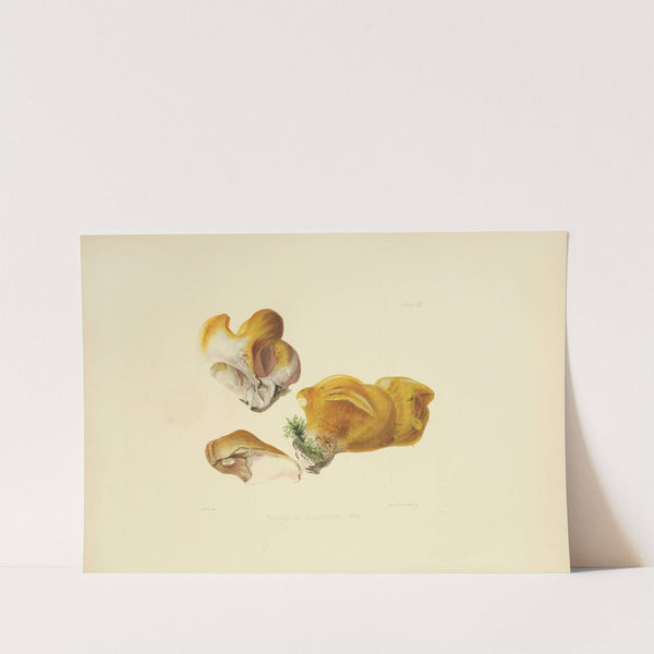 Illustrations of British mycology Pl.52 by Anna Maria Hussey