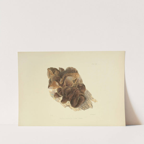 Illustrations of British mycology Pl.53 by Anna Maria Hussey