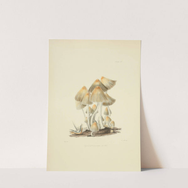 Illustrations of British mycology Pl.55 by Anna Maria Hussey