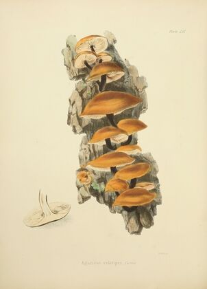 Illustrations of British mycology Pl.56