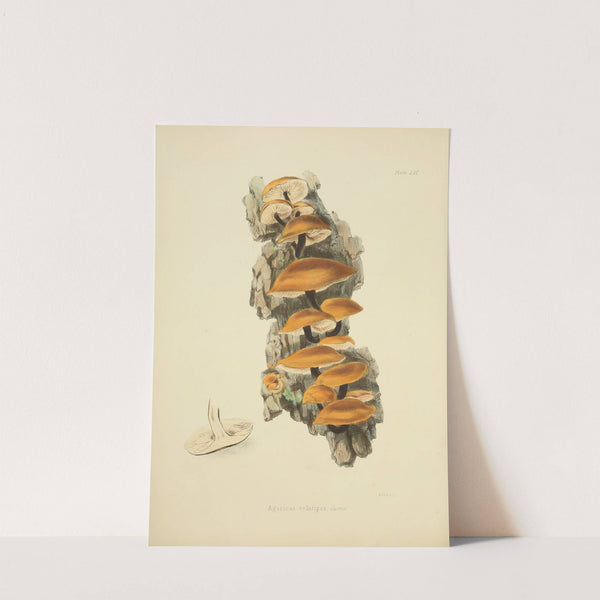 Illustrations of British mycology Pl.56 by Anna Maria Hussey