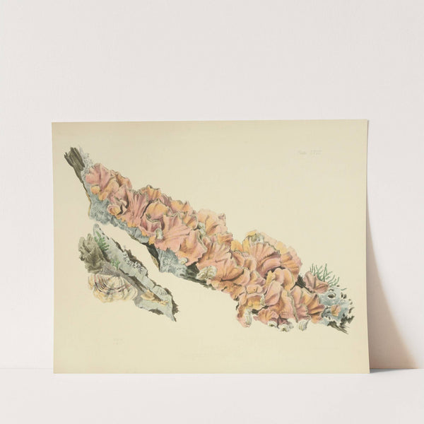 Illustrations of British mycology Pl.58 by Anna Maria Hussey