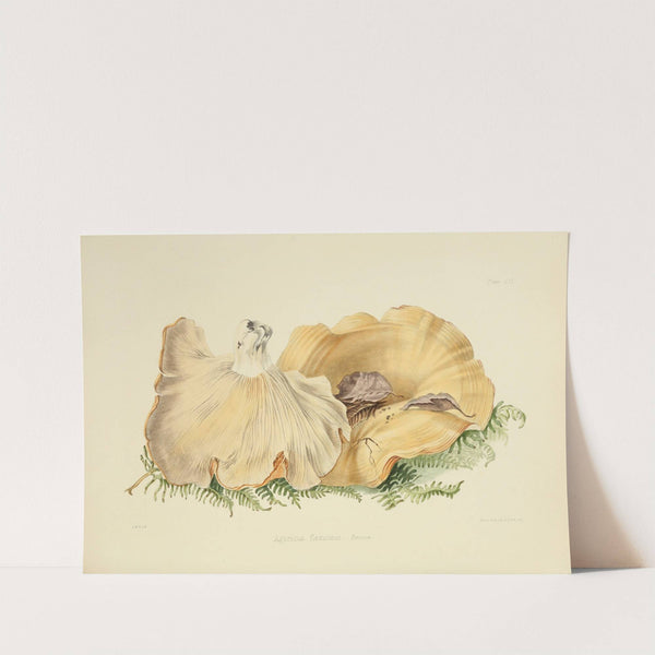 Illustrations of British mycology Pl.59 by Anna Maria Hussey