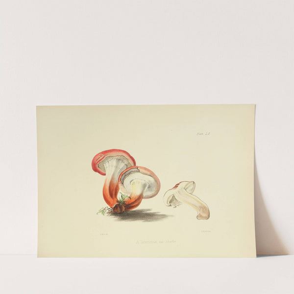 Illustrations of British mycology Pl.60 by Anna Maria Hussey