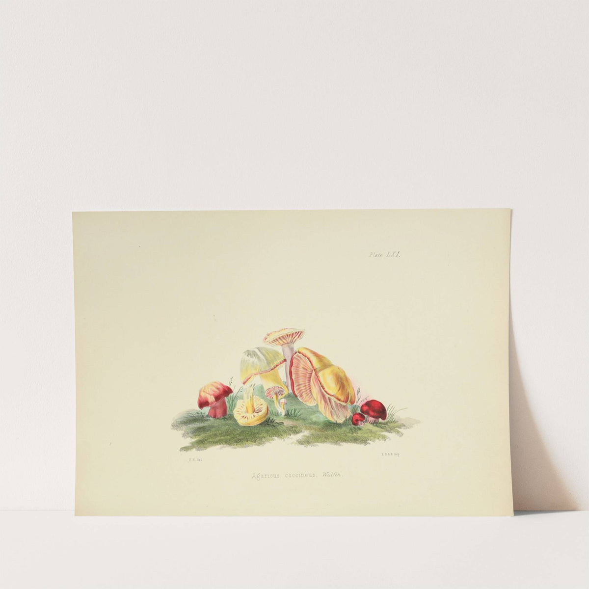Illustrations of British mycology Pl.61 by Anna Maria Hussey