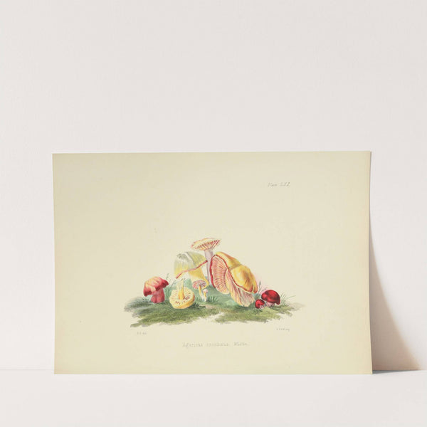 Illustrations of British mycology Pl.61 by Anna Maria Hussey