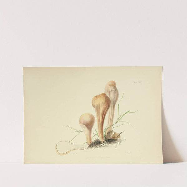 Illustrations of British mycology Pl.62 by Anna Maria Hussey