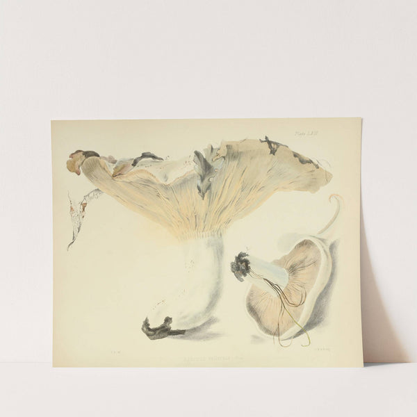 Illustrations of British mycology Pl.63 by Anna Maria Hussey