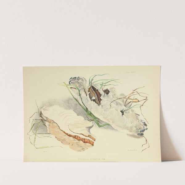 Illustrations of British mycology Pl.64 by Anna Maria Hussey