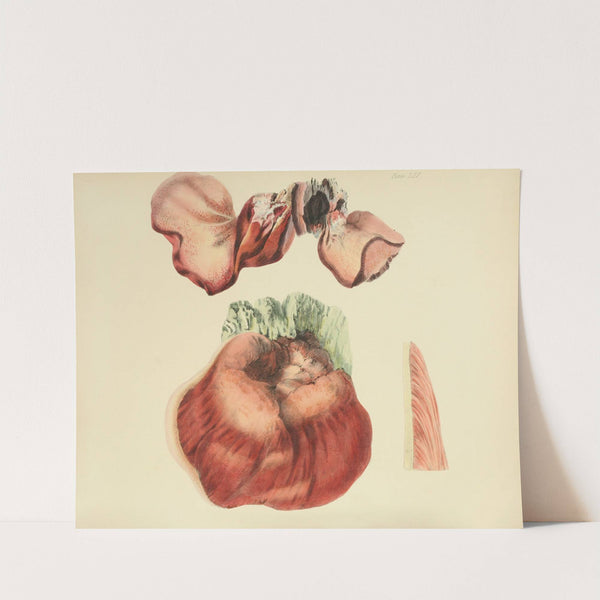 Illustrations of British mycology Pl.65 by Anna Maria Hussey