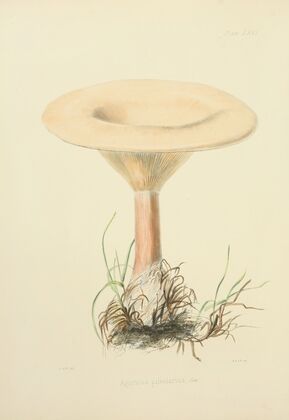 Illustrations of British mycology Pl.66