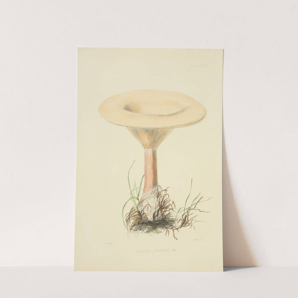 Illustrations of British mycology Pl.66 by Anna Maria Hussey