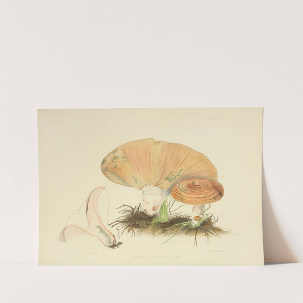 Illustrations of British mycology Pl.67 by Anna Maria Hussey