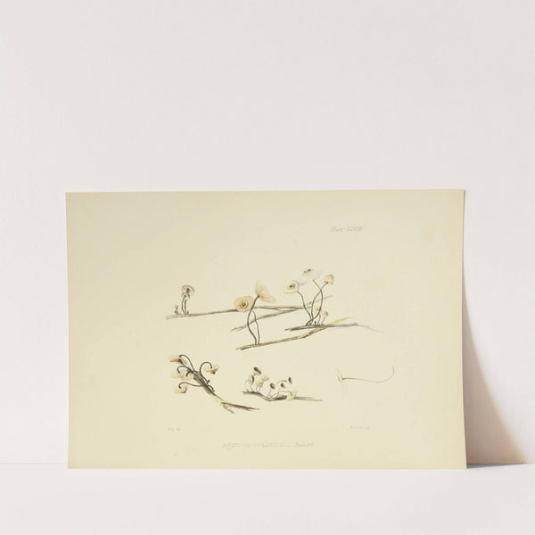 Illustrations of British mycology Pl.68 by Anna Maria Hussey