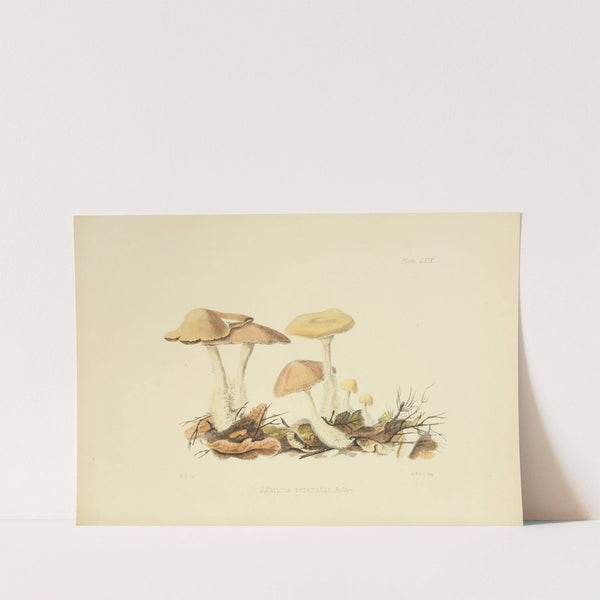 Illustrations of British mycology Pl.69 by Anna Maria Hussey