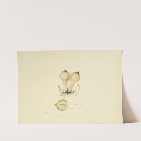 Illustrations of British mycology Pl.70 by Anna Maria Hussey