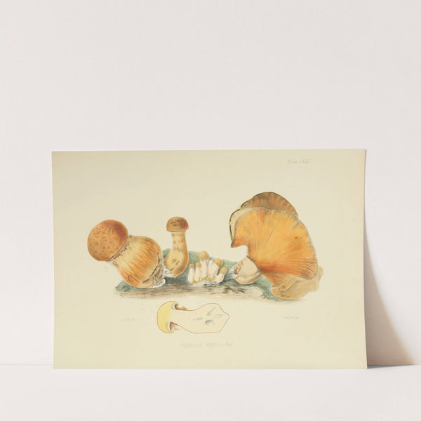 Illustrations of British mycology Pl.71 by Anna Maria Hussey