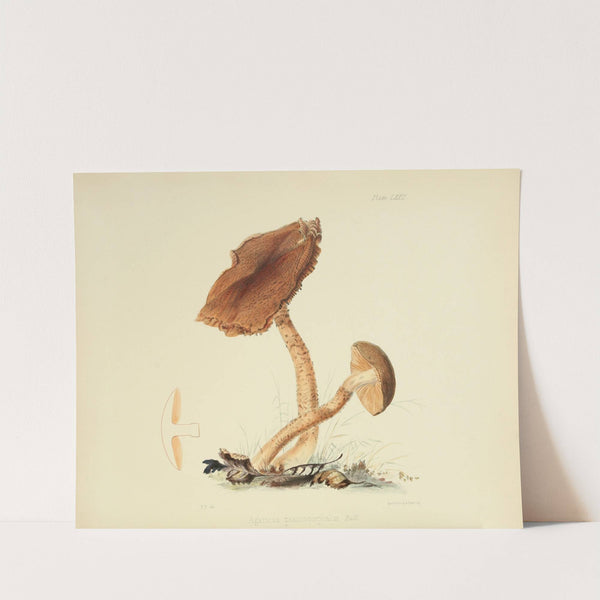 Illustrations of British mycology Pl.72 by Anna Maria Hussey