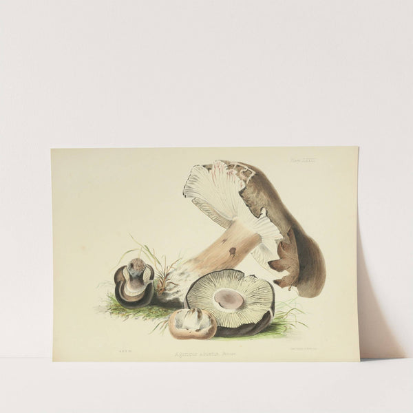 Illustrations of British mycology Pl.73 by Anna Maria Hussey