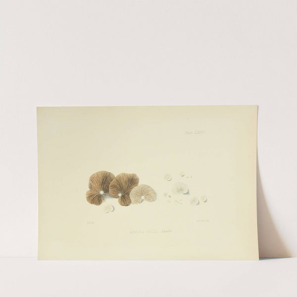 Illustrations of British mycology Pl.74 by Anna Maria Hussey