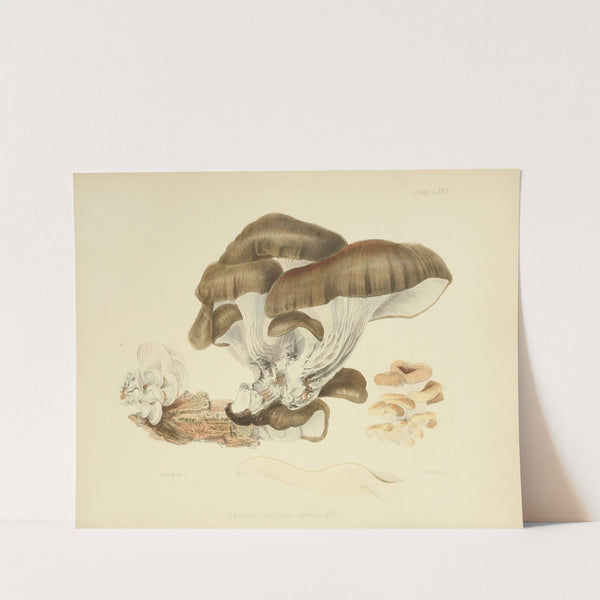 Illustrations of British mycology Pl.75 by Anna Maria Hussey