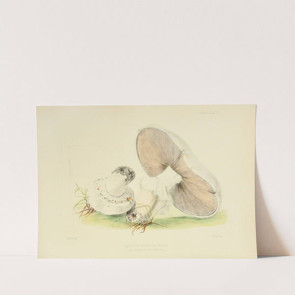 Illustrations of British mycology Pl.76 by Anna Maria Hussey