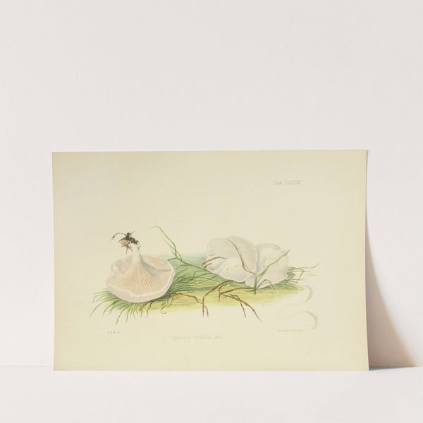 Illustrations of British mycology Pl.78 by Anna Maria Hussey