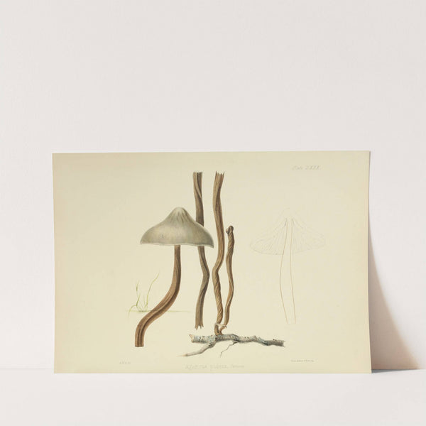 Illustrations of British mycology Pl.80 by Anna Maria Hussey