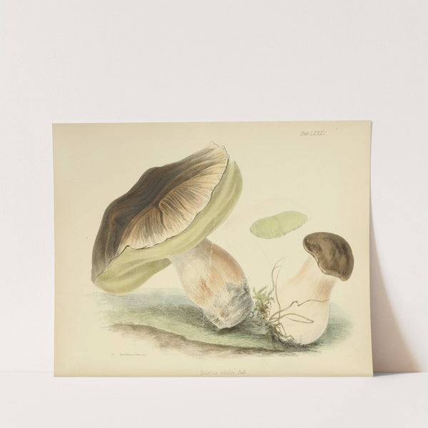 Illustrations of British mycology Pl.81 by Anna Maria Hussey