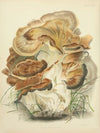Illustrations of British mycology Pl.82