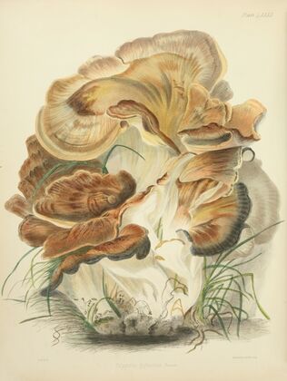 Illustrations of British mycology Pl.82