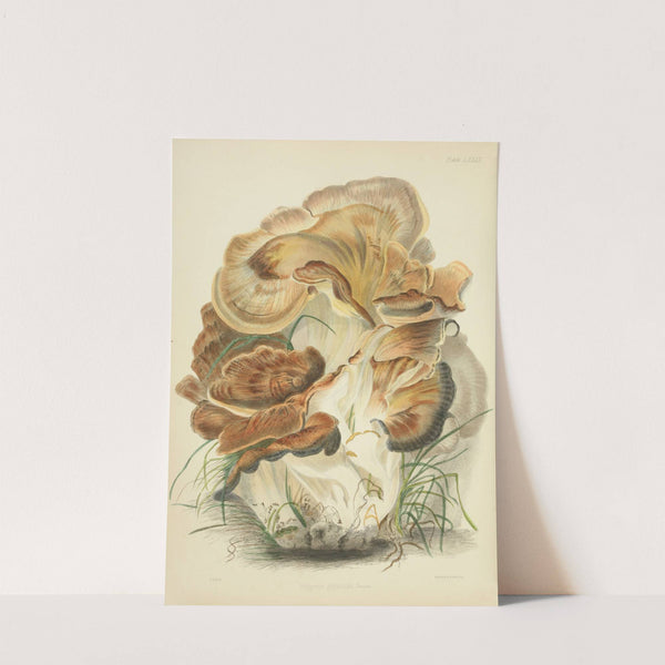 Illustrations of British mycology Pl.82 by Anna Maria Hussey